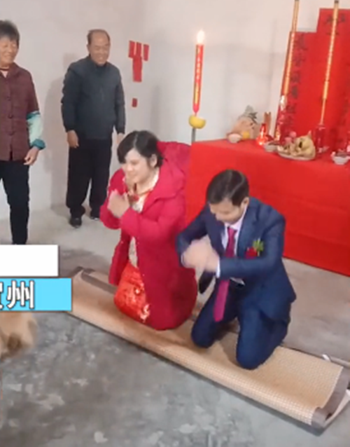 新婚夫婦跪拜天地時，金毛亂入到鏡頭裡：我來替你們證婚吧