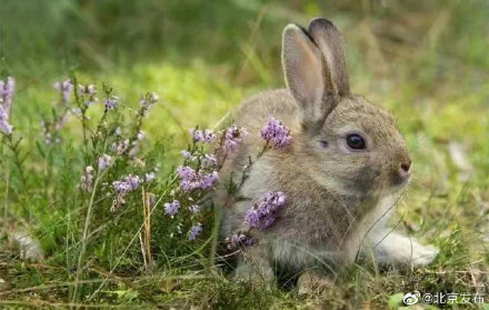 溫榆河公園迎來珍稀白天鵝，這些動物也來撒歡兒
