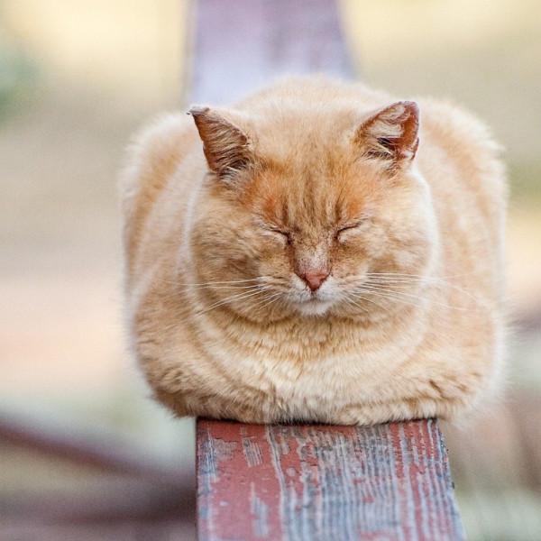 知識分享：貓的睡姿及其含義。躺平是王道