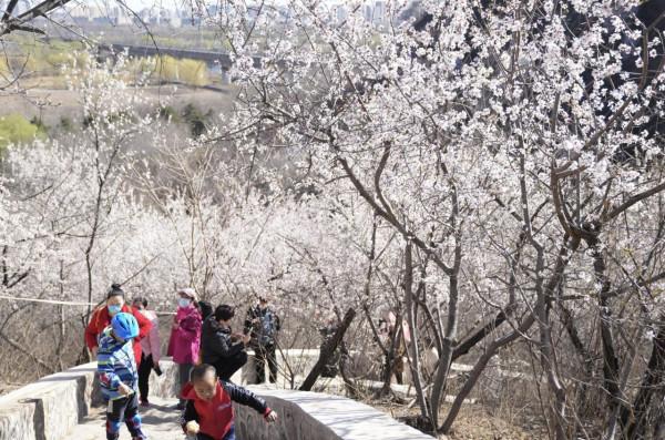 快來打卡！北京這裡有一處“山桃花谷”，花海引人入勝