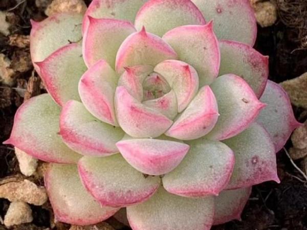 女王玫瑰，價格和顏值都很分裂的一款多肉，號稱月影系的顏值擔當