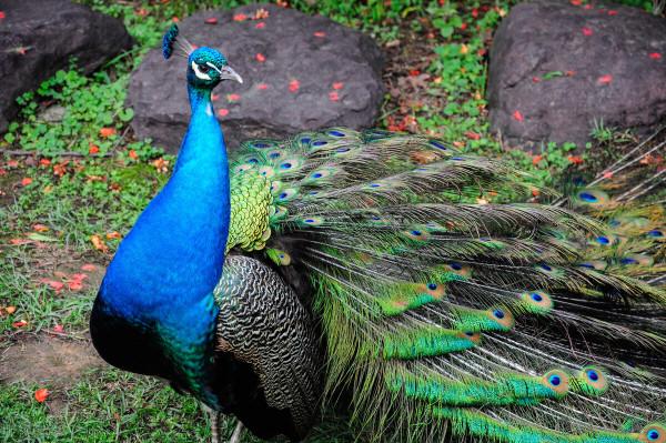 手機桌布‖美麗的孔雀