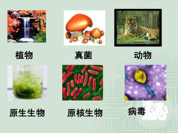 遼寧海城發現黑松露，大批人員上山挖得滿山是坑，能人工栽培嗎？