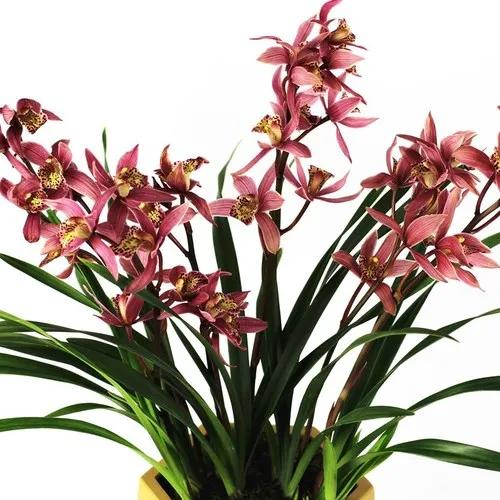 分享圖片：大紅精品蘭花66款