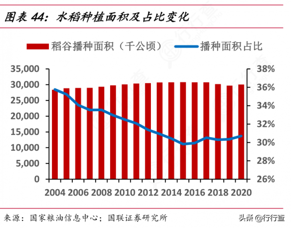 多年生稻“雲大107”一種兩季畝產超千公斤 多年生稻“雲大107”一種兩季畝產超千公斤