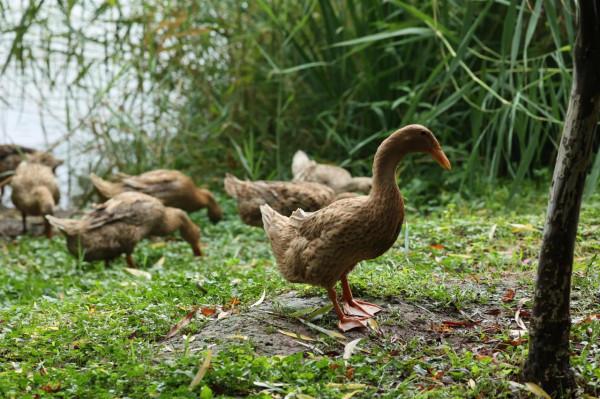 太乙池中觀麻鴨