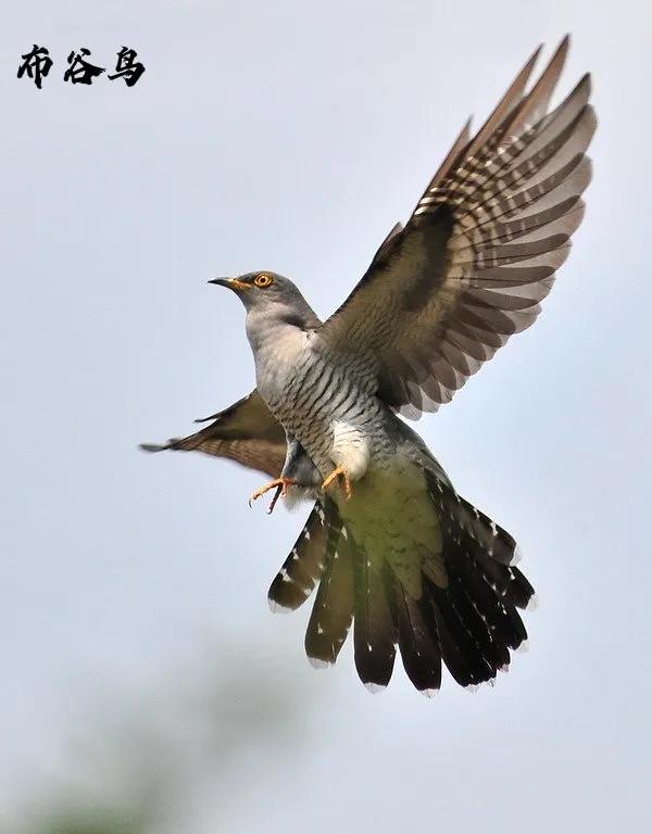九種只有農村能看到，城市看不到的小鳥兒