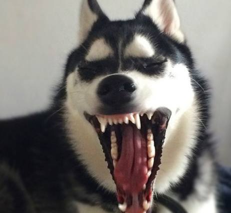 注意！狗子“抑鬱”的7大症狀，主人趕緊幫幫它吧