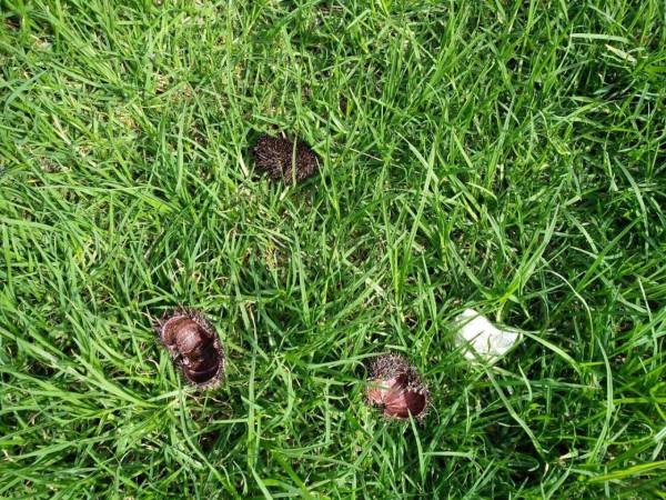 見過鮑魚海灘嗎