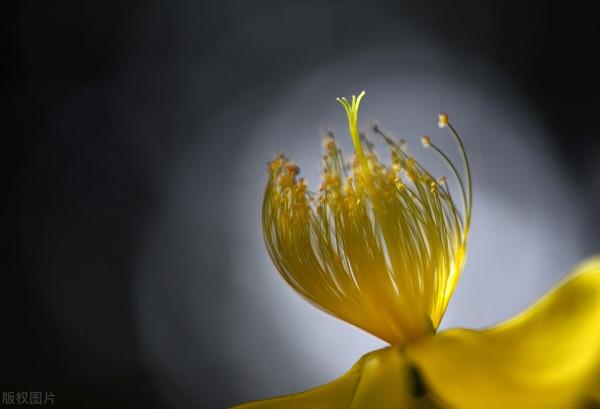 既讓人賞心悅目 又瑰麗多姿的金絲桃 絕對的花中公主