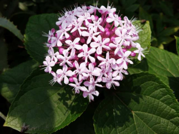 10種“髒髒”花,愛乾淨的人別養,會招蟲子 10種“髒髒”花,愛乾淨的人別養,會招蟲子