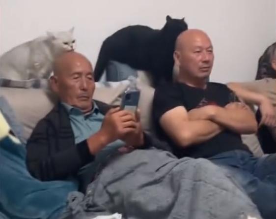 笑哭!江蘇3只貓咪給爺孫3代光頭做“頭療”,網友直呼人間奇觀 笑哭!江蘇3只貓咪給爺孫3代光頭做“頭療”,網友直呼人間奇觀