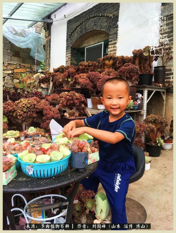 秋季多肉，你是王者歸來嗎？（附秋季養護知識）