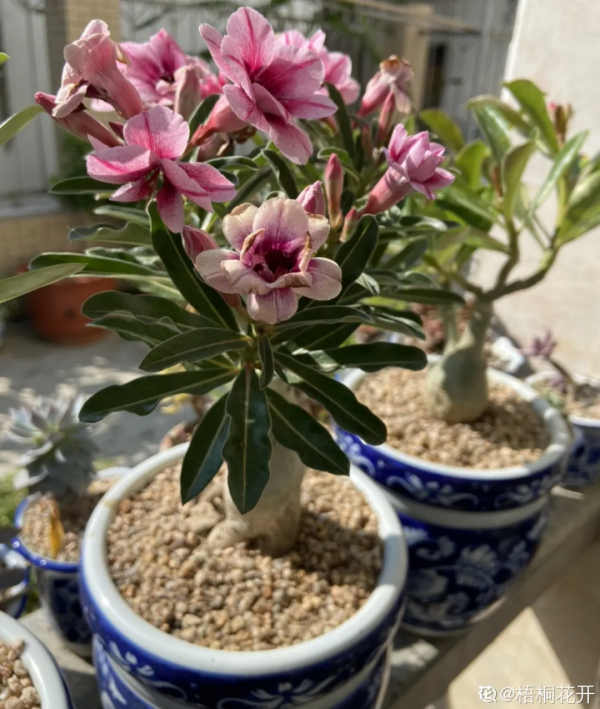 10種花,小盆“擠著養”,不爛根,植株旺,花苞突突冒 10種花,小盆“擠著養”,不爛根,植株旺,花苞突突冒