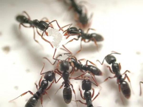 中國常見動植物(動物篇八)