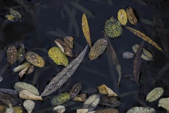 雨中圓明園別有一番風味，銀杏“九成熟”，最佳“秋黃”僅剩一週