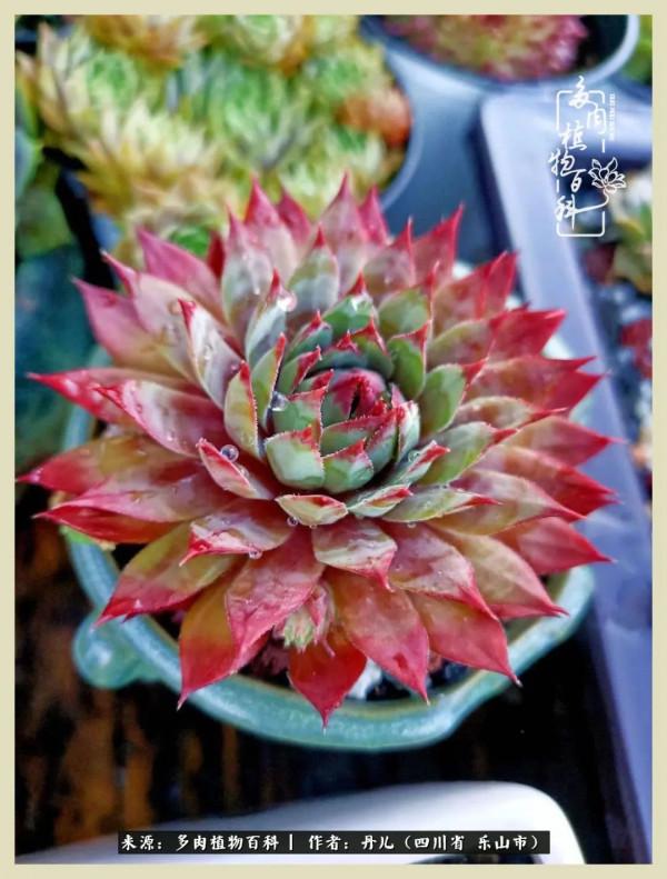 我的長生草秘密花園4：收集整理也是一種快樂