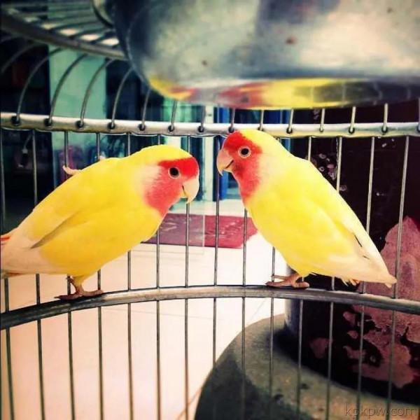 60多張雙比翼鳥圖欣賞