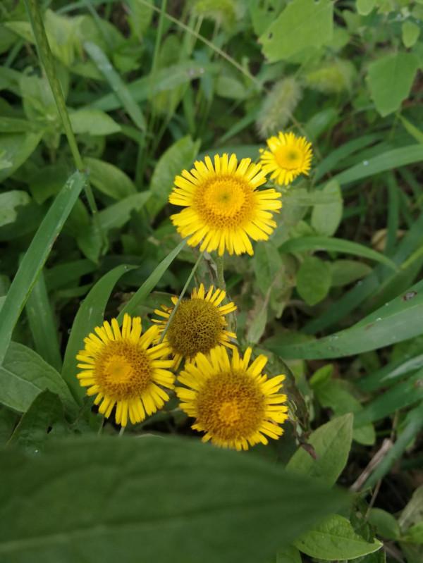 馨雅齋民間故事(笑話):三個糊塗蟲 馨雅齋民間故事(笑話):三個糊塗蟲