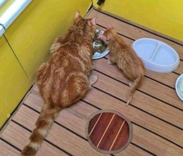 小貓從海里被撈起，全身發抖卻不忘感謝“船長”，結局令人羨慕