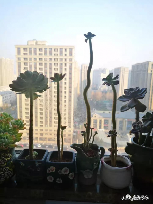 我家雙十一入項的多肉鮮花留影檔案記錄（三）