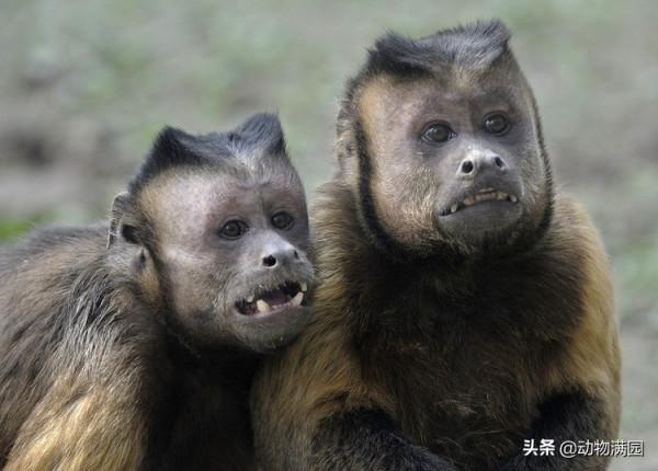 物種百科：黑帽懸猴