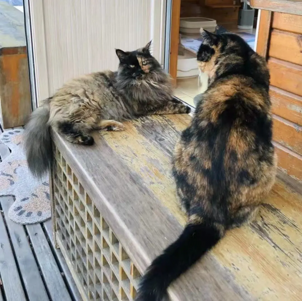 盤點 | 小貓咪那些奇奇怪怪的“酸角”關係