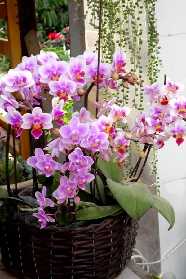 公認“難養”的3種花，沒有五六年的養花經驗，建議別入手