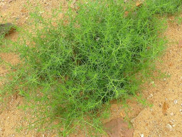 這種野菜雖不好看，卻含有豐富的鈣，正是季節，可別錯過咯