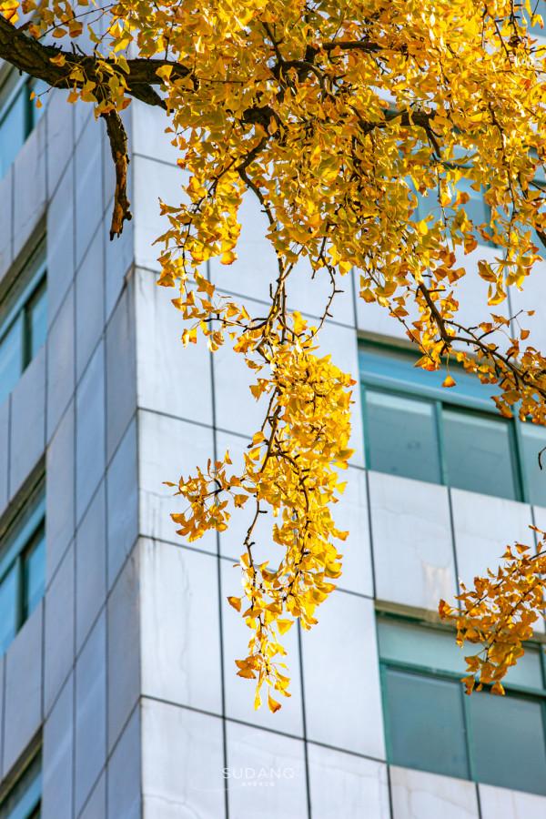 武漢最古老的一棵樹,迄今530餘年,被譽為“武漢秋天最美的樹” 武漢最古老的一棵樹,迄今530餘年,被譽為“武漢秋天最美的樹”