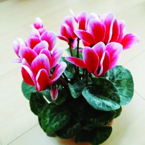 準備好過年了嗎？年味清單來啦！這些家居小物紅紅火火添喜慶