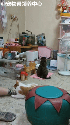 因為主人忘記放糧食，貓咪露出詭異的笑臉，主人背脊發涼