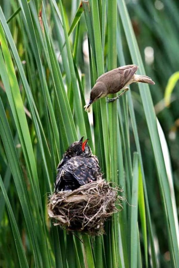 當你還在抱怨媽媽對你嘮叨的時候。不妨來看一下這幾個動物世界 當你還在抱怨媽媽對你嘮叨的時候。不妨來看一下這幾個動物世界