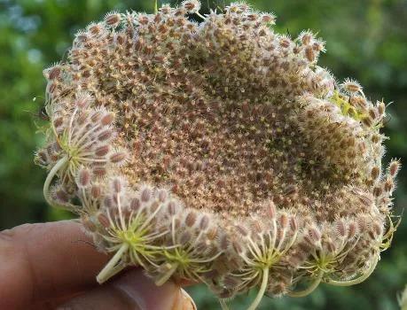 中藥（攻毒殺蟲止癢藥）本章節藥物劇毒，慎用