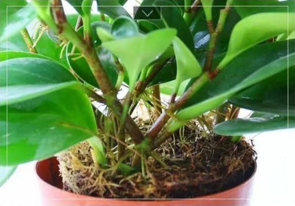 100種觀葉植物 | No.8 豆瓣綠養護攻略 100種觀葉植物 | No.8 豆瓣綠養護攻略