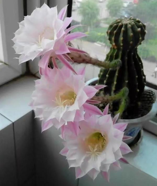 我養的多肉開花了