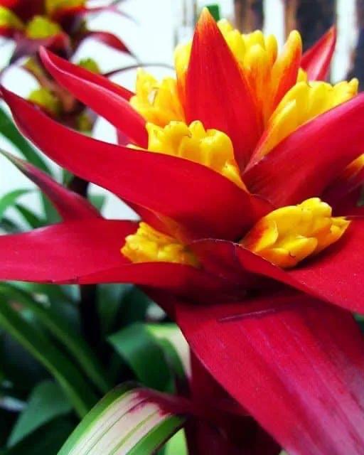 花亦草來草亦花 花亦草來草亦花