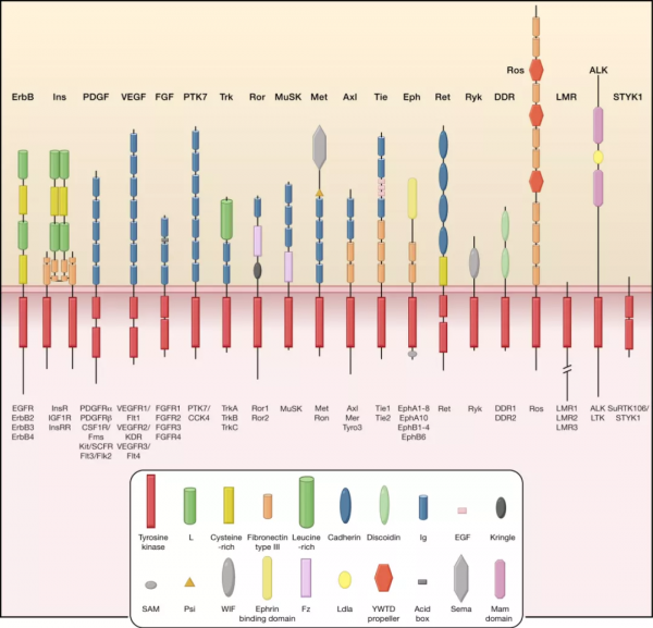 湖南大學團隊設計「自主漫步」DNA機器人，可精準調控細胞行為