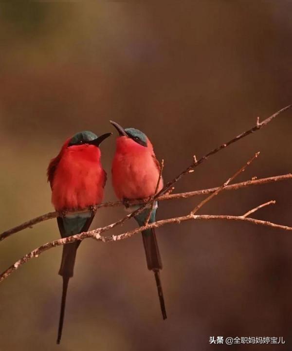 分享——比翼鳥