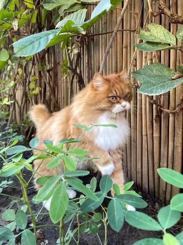 古有“竹林七賢”今有“觀復七閒” 古有“竹林七賢”今有“觀復七閒”