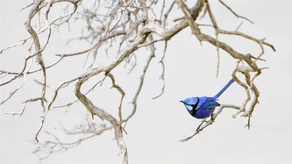 枝上鳥兒美如畫