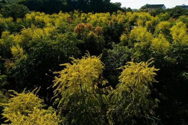 在長三角一體化示範區,尋找秋天的色彩 在長三角一體化示範區,尋找秋天的色彩