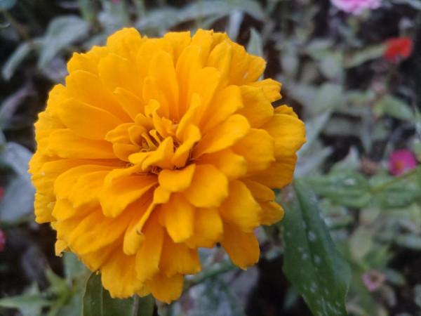 南飛大雁書人字，墜地紅葉燃相思。望穿秋水競無義，萬解楓