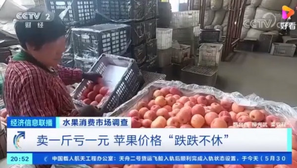 去年還是2元/斤,今年收購價跌至4毛,果農備受打擊 去年還是2元/斤,今年收購價跌至4毛,果農備受打擊