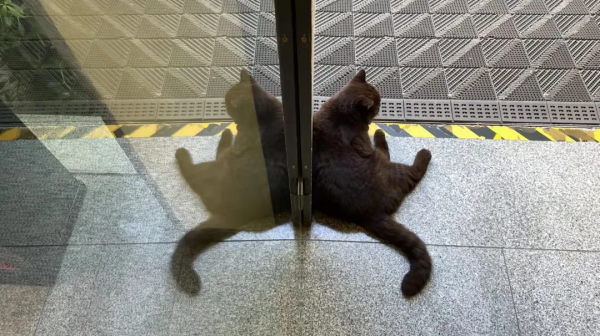 小貓咪也怕被“搶飯碗”嗎? 小貓咪也怕被“搶飯碗”嗎?