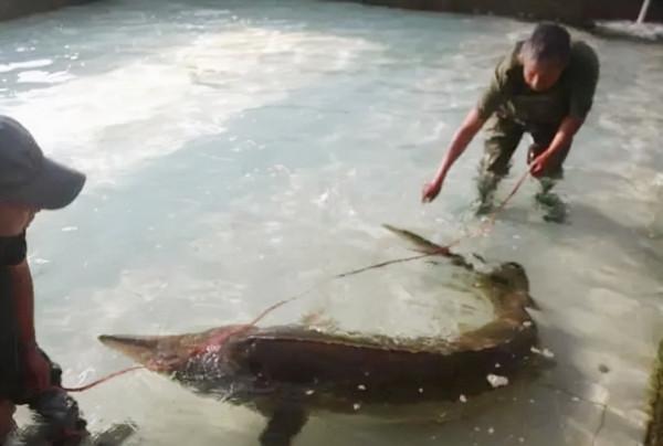 知青真實回憶:抓大鰉魚越界被抓走 知青真實回憶:抓大鰉魚越界被抓走