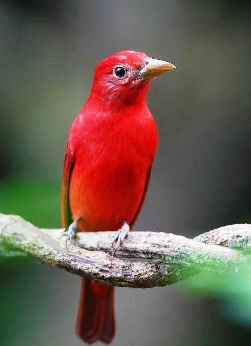分享圖片：精美絕倫的鳥兒。顏色鮮豔，姿態優美，太招人喜歡了