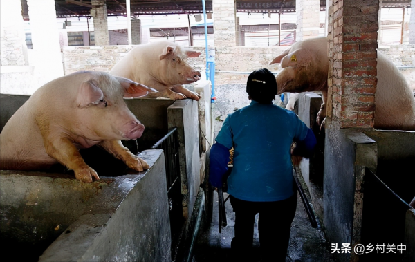 養豬業洗牌?農村小豬場衰退,大型豬企崛起,將產生怎樣的後果? 養豬業洗牌?農村小豬場衰退,大型豬企崛起,將產生怎樣的後果?