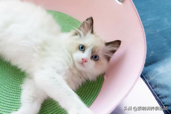 與貓咪耳蟎作鬥爭,是每個鏟屎官的必備技能 與貓咪耳蟎作鬥爭,是每個鏟屎官的必備技能