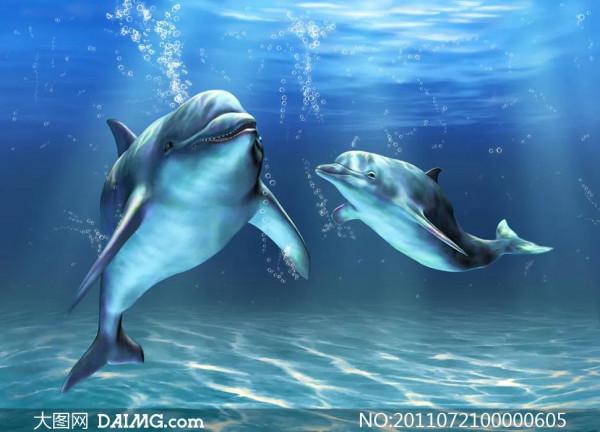 歡快的海豚，你開心嗎